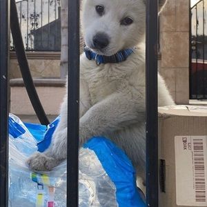 Meet your Posher, Manuel